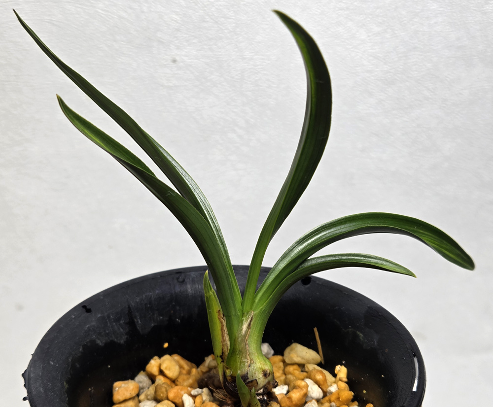 단엽에 반성 무늬 ~