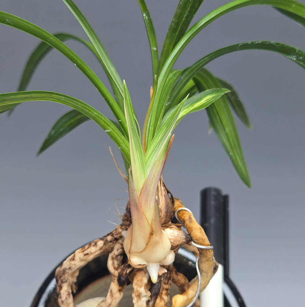 산채출 왕신아 단엽성 ?