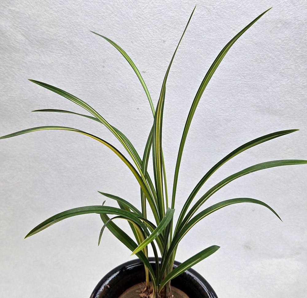 입엽 극황 산반 호