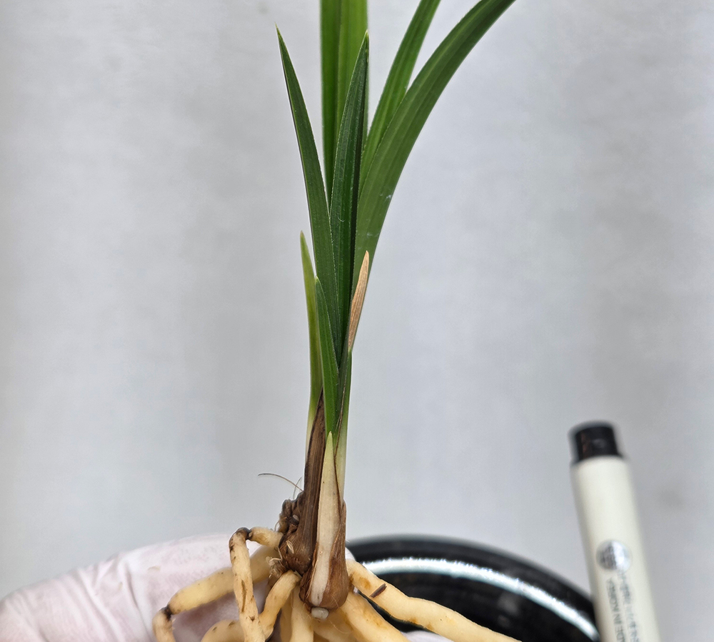 입변 황산반 종자하세?