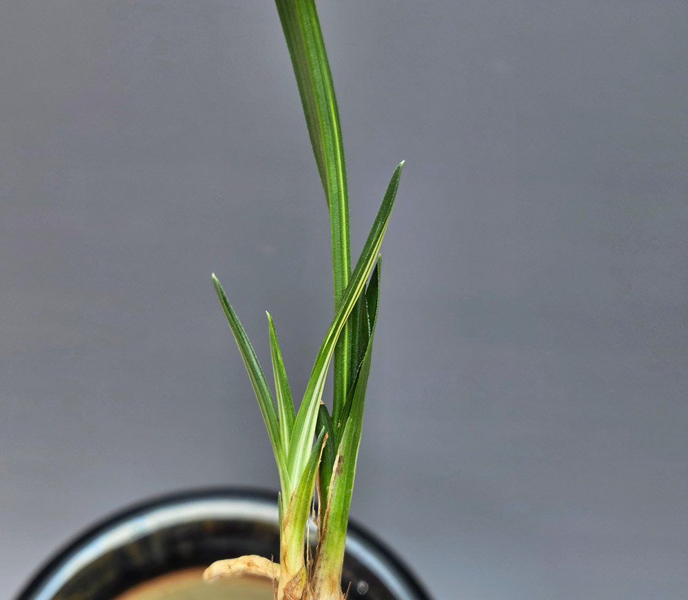 무명 입변중투
