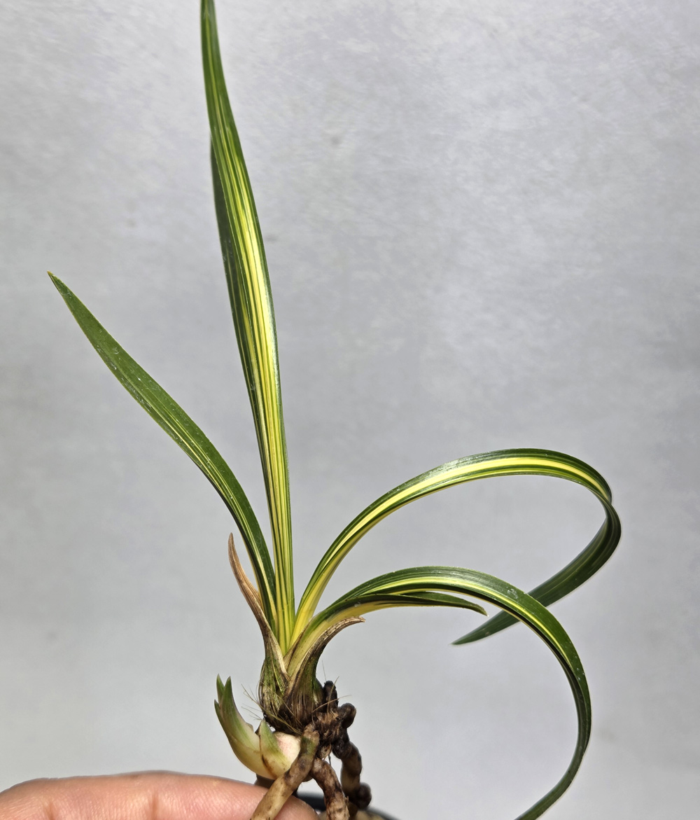 무명 압성 호중투