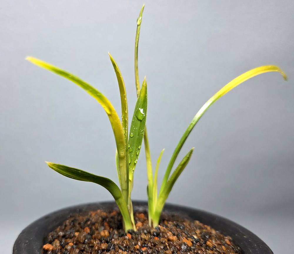 옥아진 엽성 이쁜 화려?