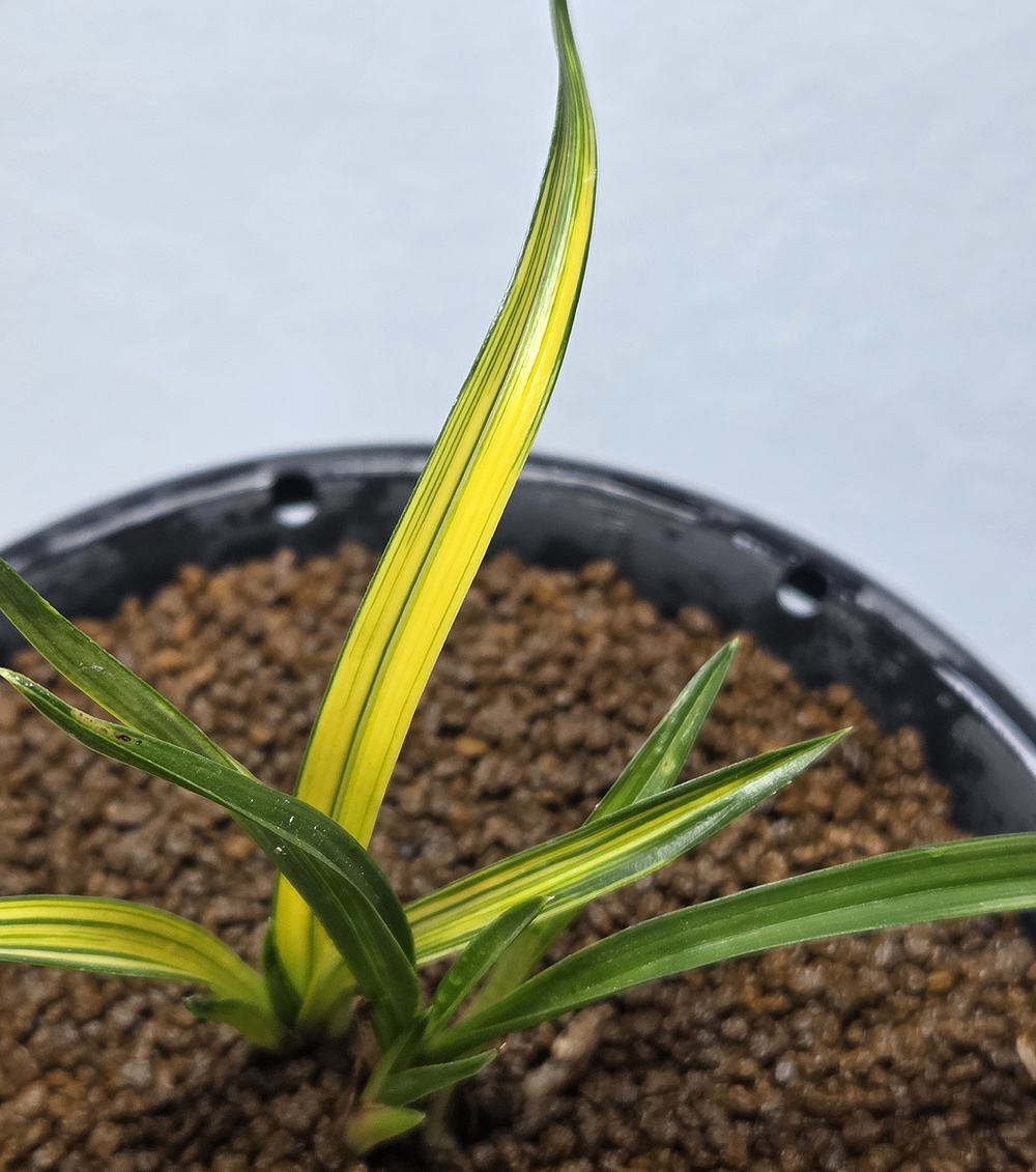 산채출 금계열 산반중?