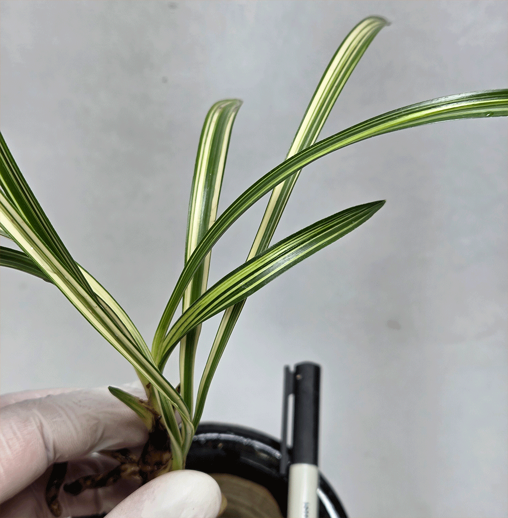 입변 호중투 2촉입니다?