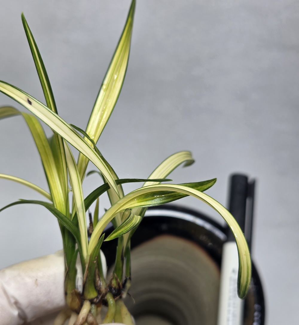 함평 무명 서반중투