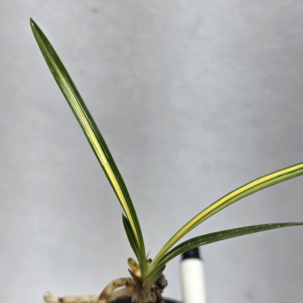 산채 출 입변 중투