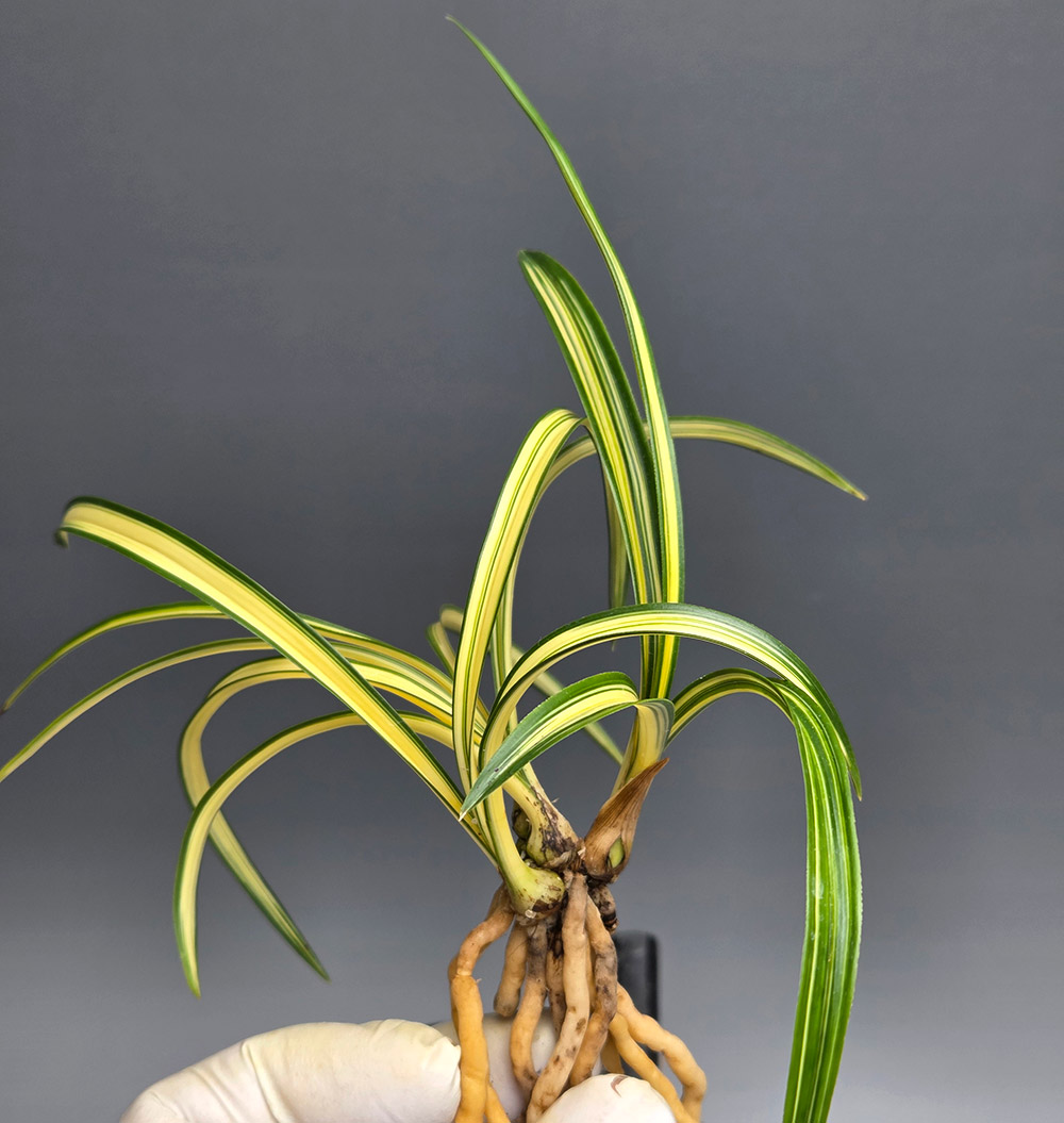 무명 단단한 엽성의 엽?