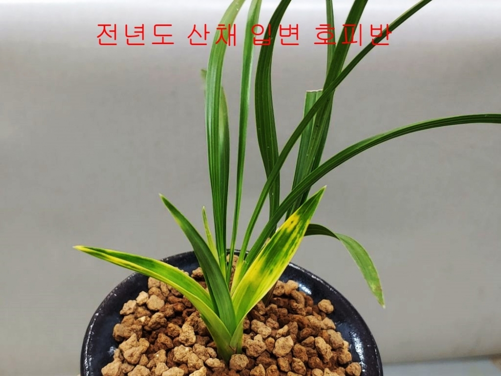 강추 입변호피