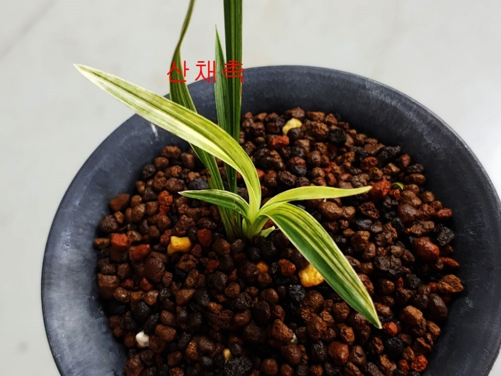 특 산채1