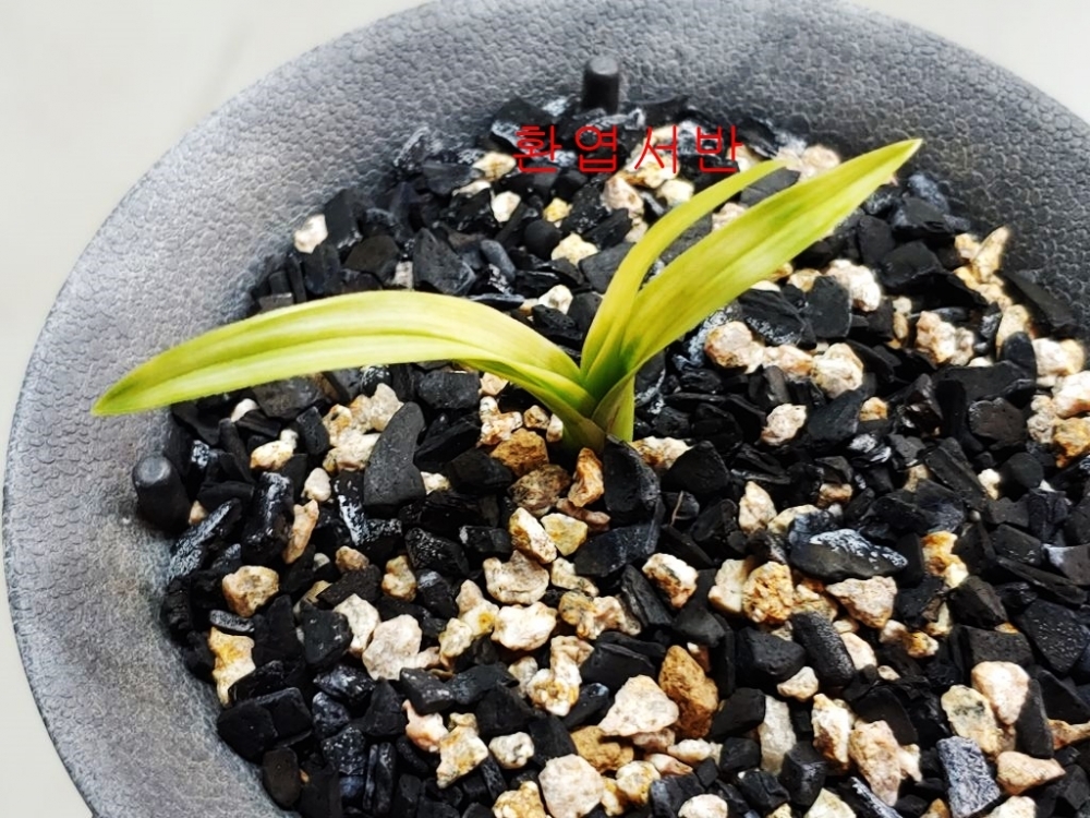 a급  환엽서반