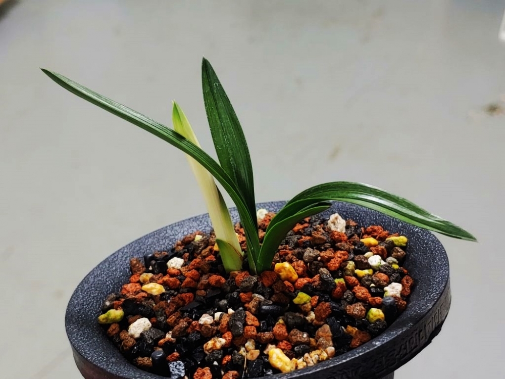서반단엽