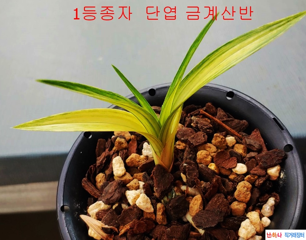 좋은종자