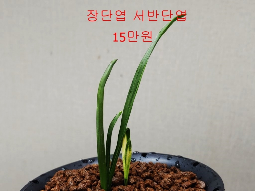 특 장단엽 서반
