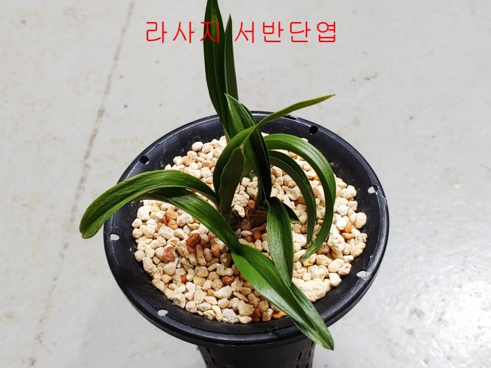 정통춘란 단엽