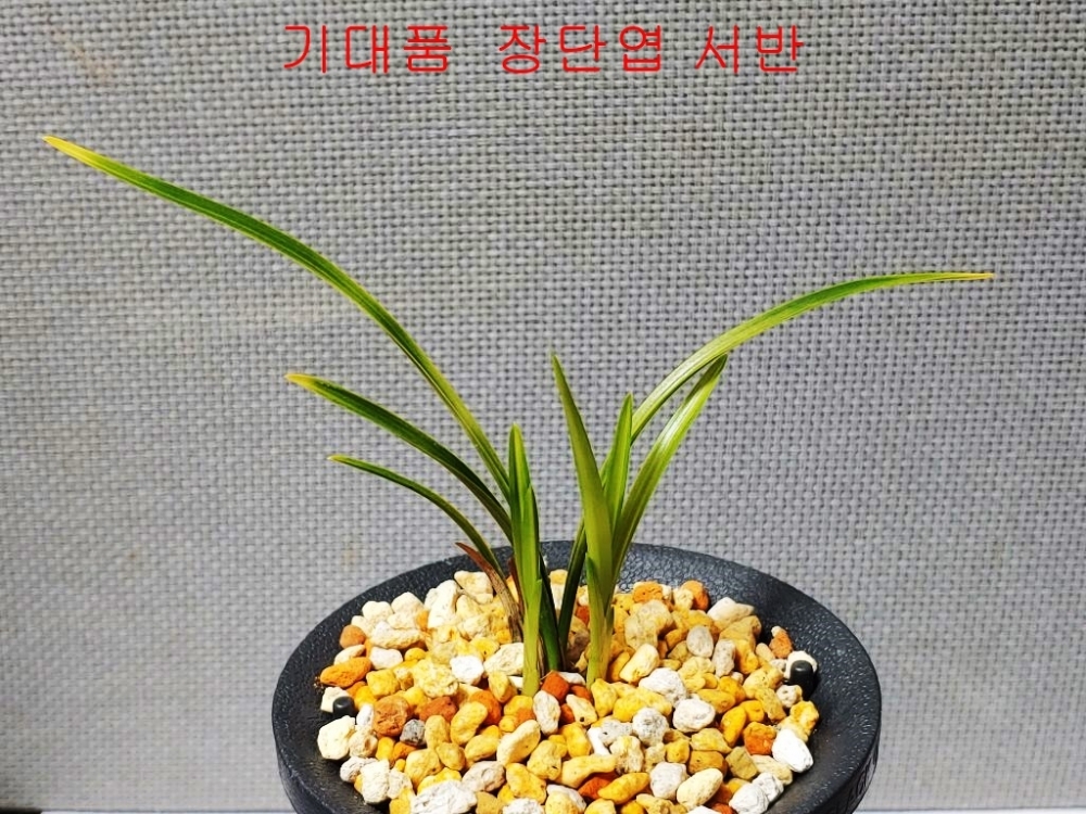 서반단엽