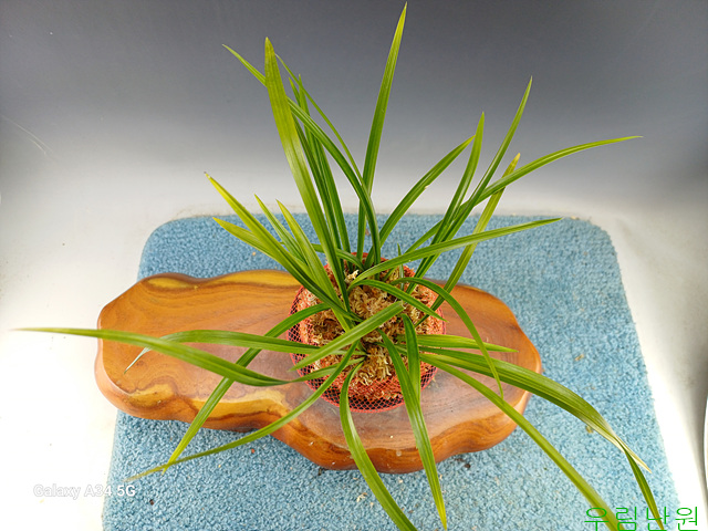 산채후 첫꽃달린호복?