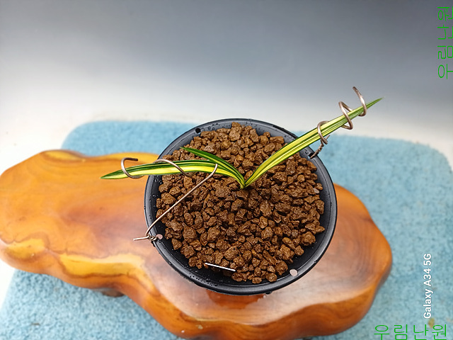 벌브트기 변성배불뚝?