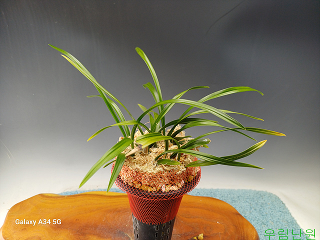 첫꽃달린 진청산반