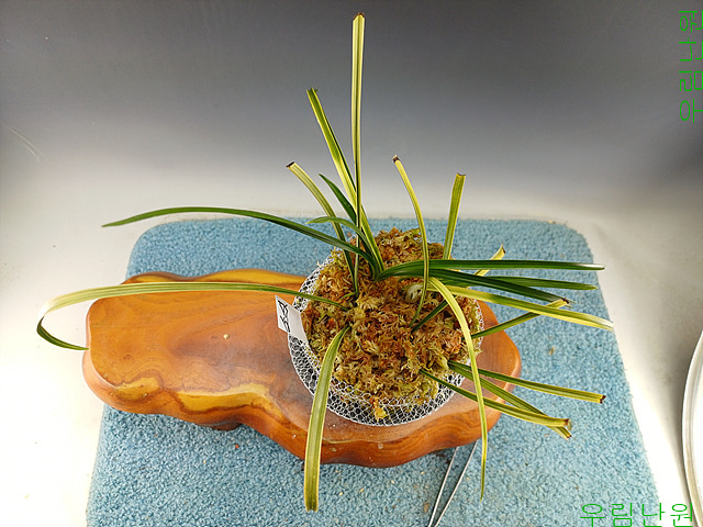 산채후 첫꽃무늬소심(?