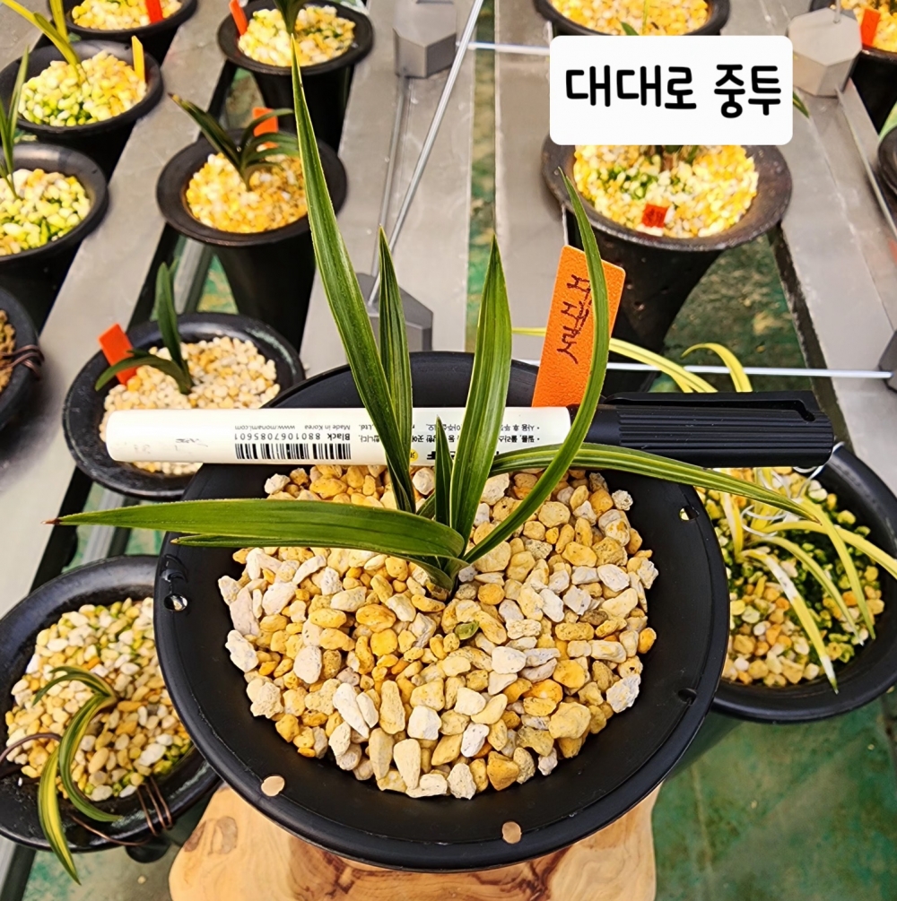대대로 중투