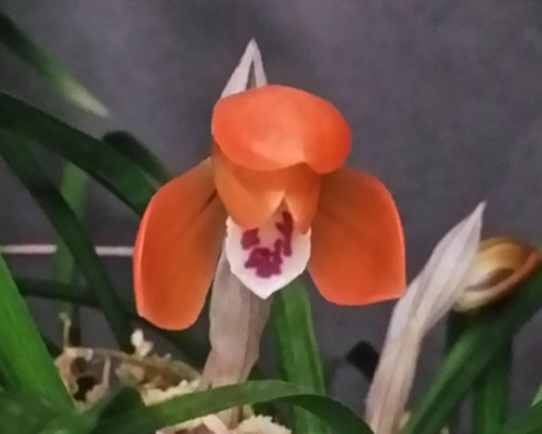 무명,,원판,,홍화,,종자?