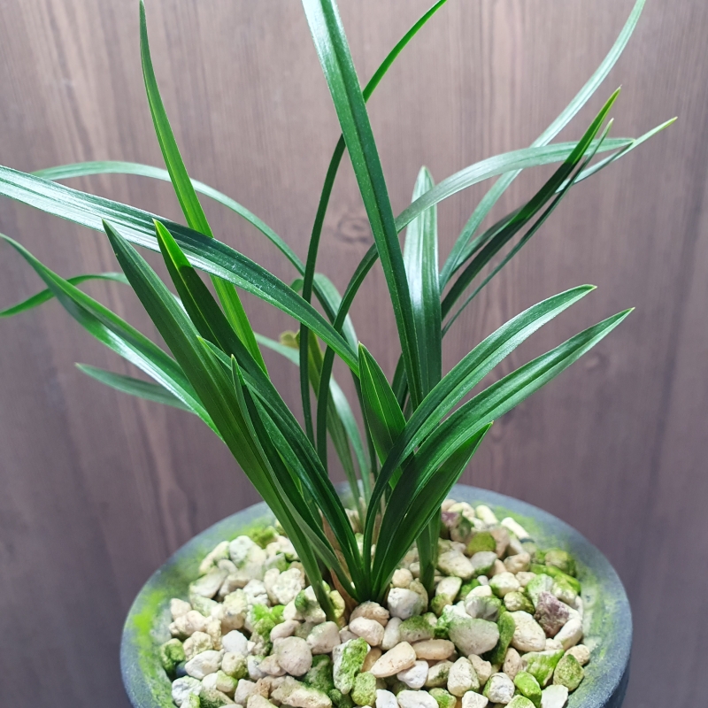 산채원방,,서반물,,두?