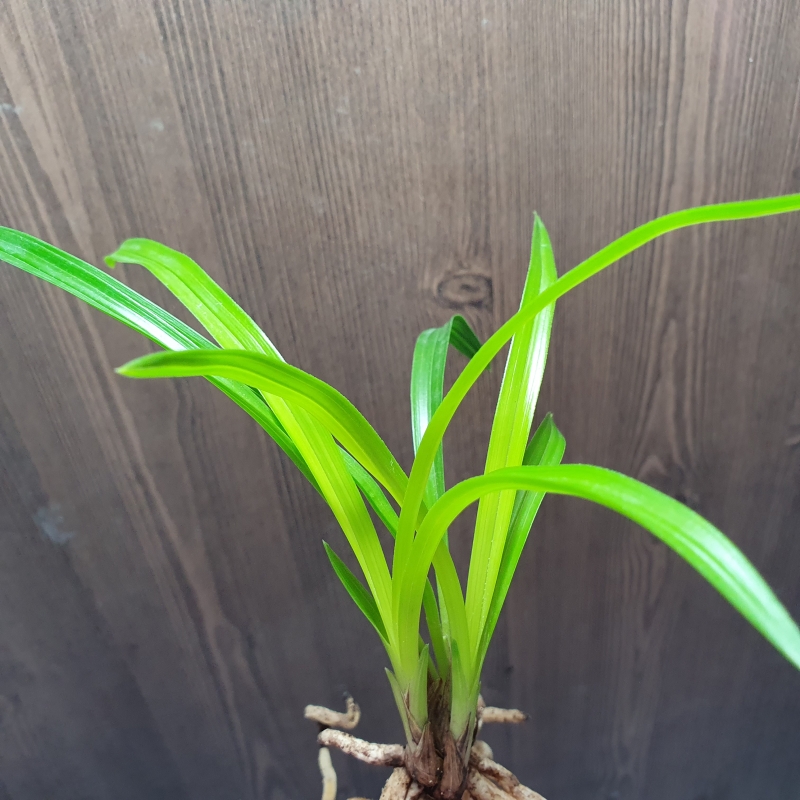 근없는,,맑은,,황서반