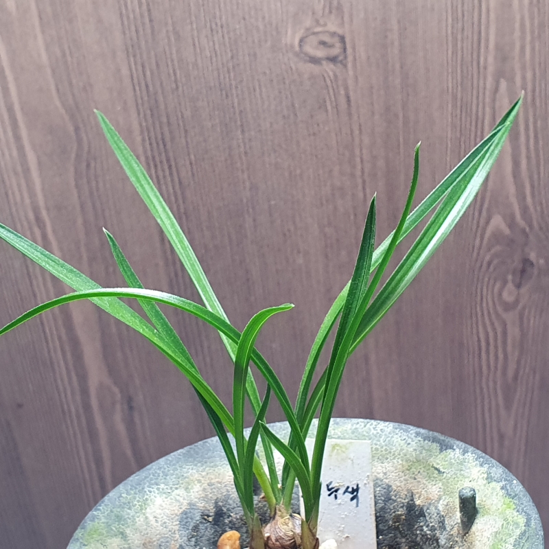 입변,,색기대,,두화