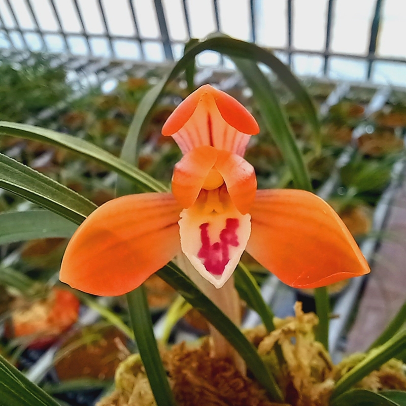 무명,,금상받은,,극황?