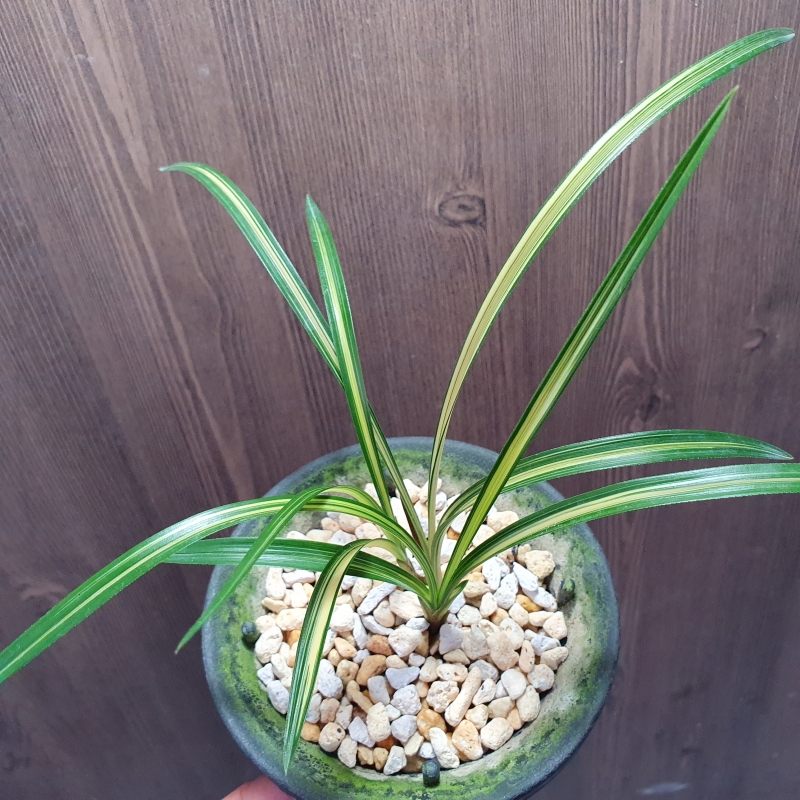 무명,,진청,,극황,,중압?