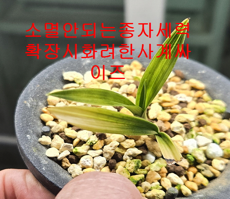 화려하게운무령처럼가는종자