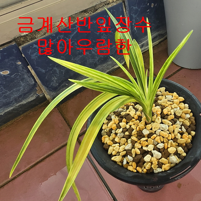 무소멸금계산반