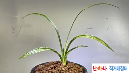 예쁜환엽변 사피