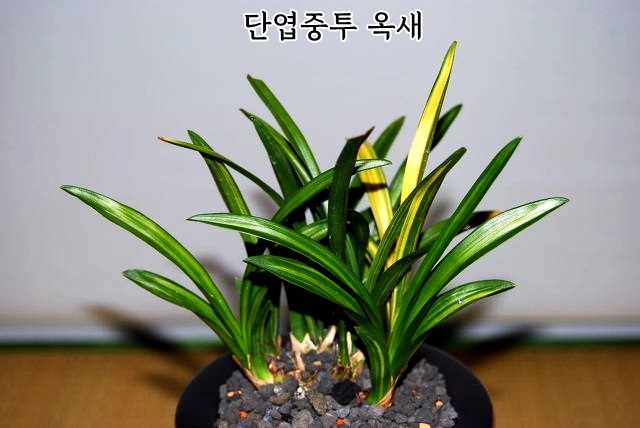 기대품 단엽호