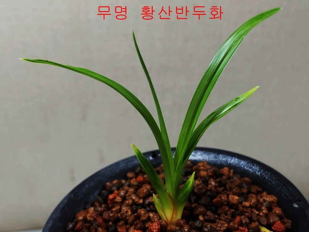 산반두화