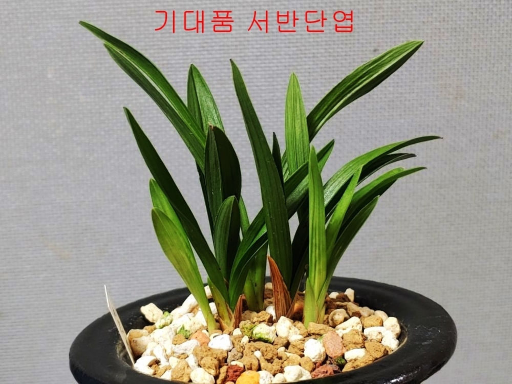 주말특가