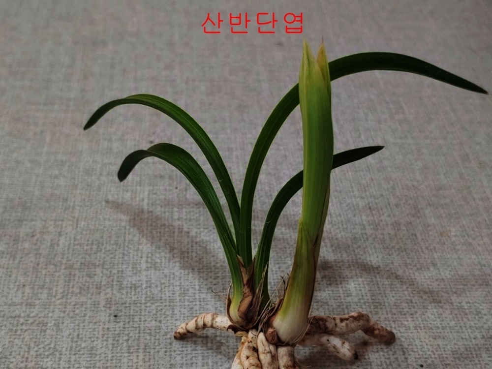 좋은종자