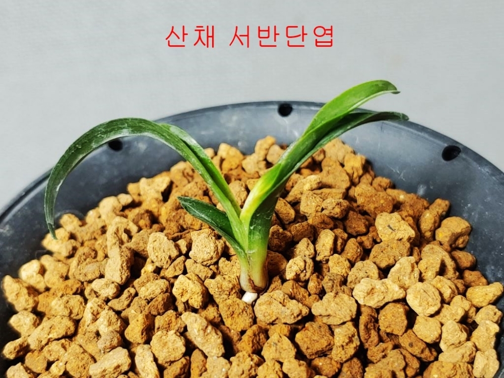산채 서반단엽
