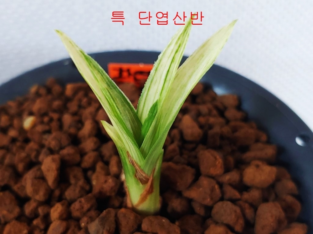 1등종자