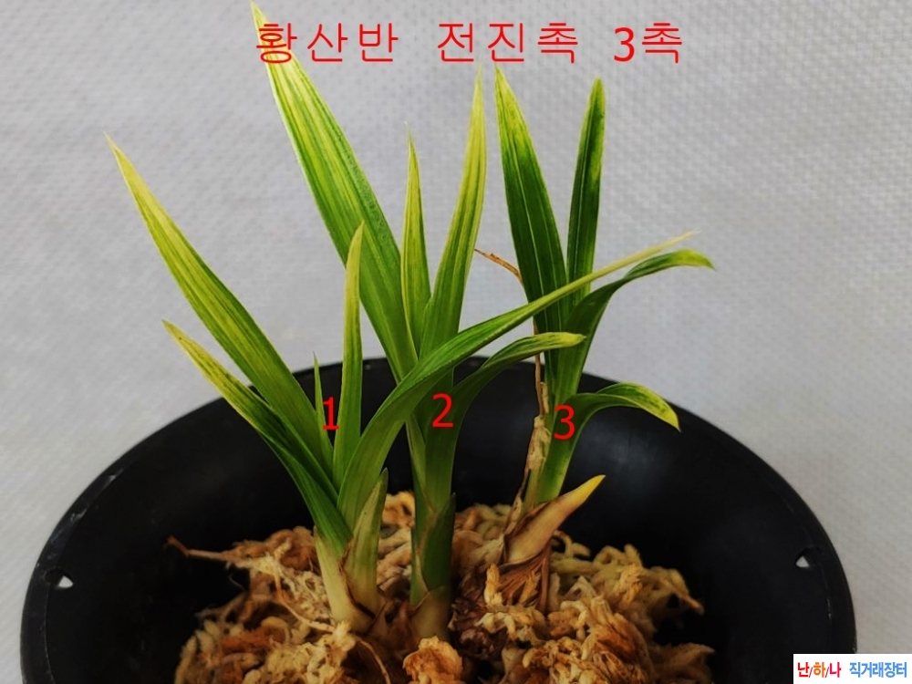 특가  황산반 3촉