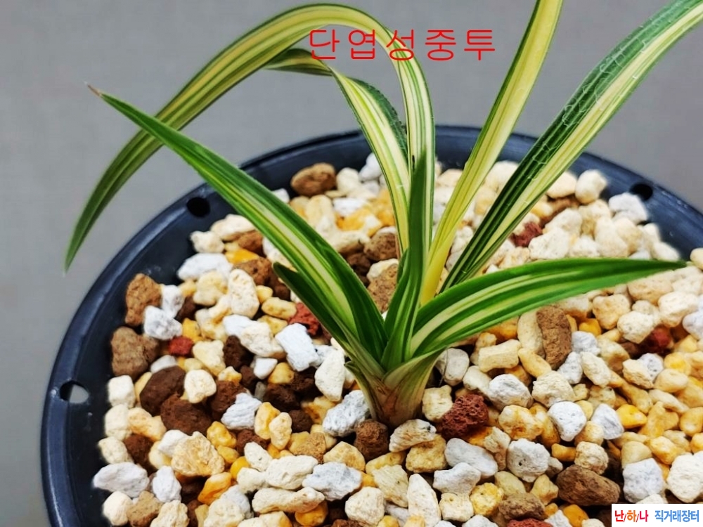 단엽성 중투