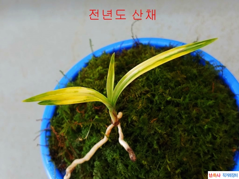 주말특가