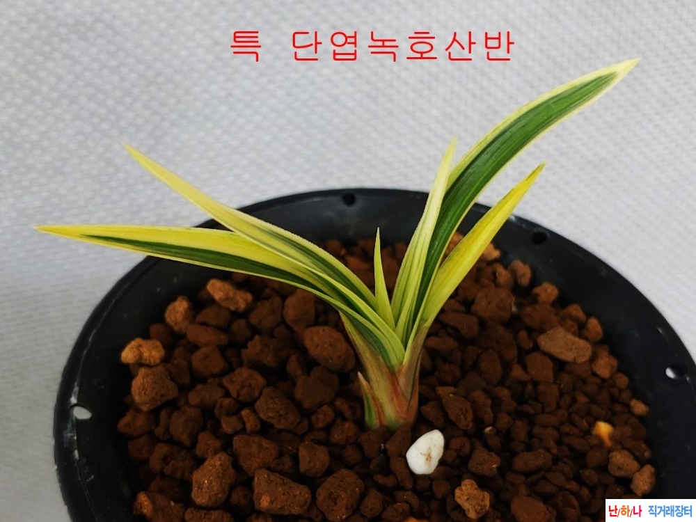 보장판매