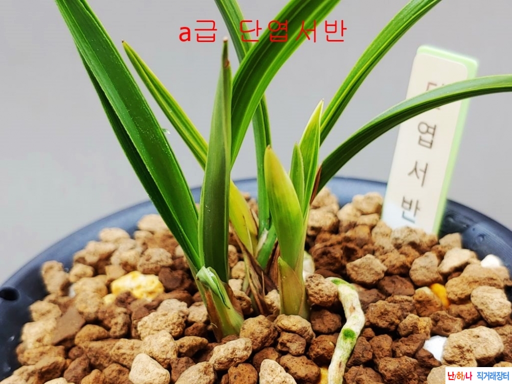 1등 서반단엽