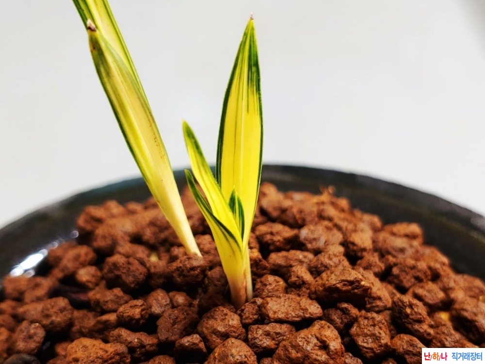 입변  극황중투