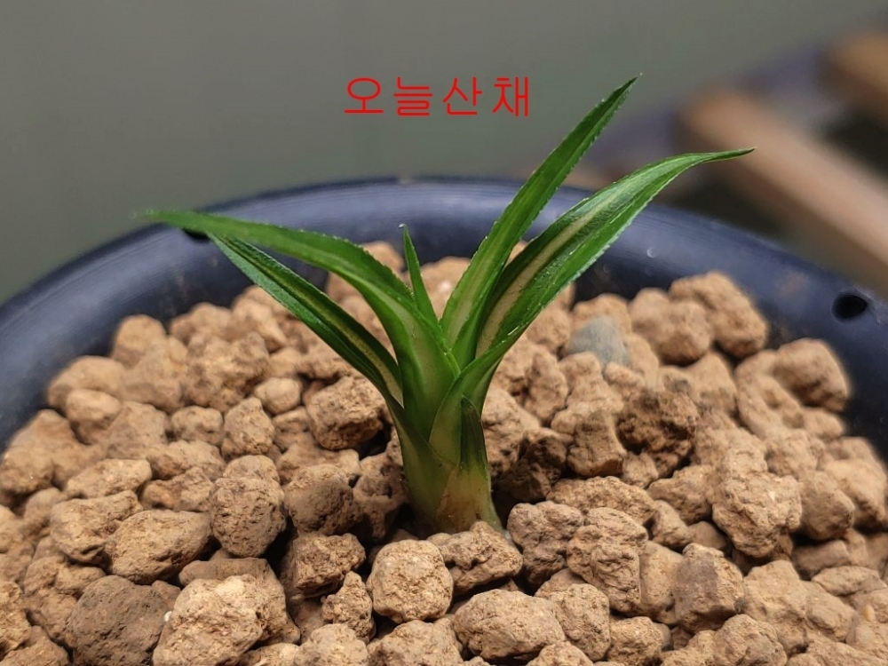 오늘산채