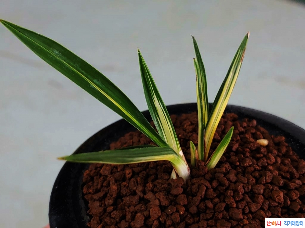 무명  단엽중투