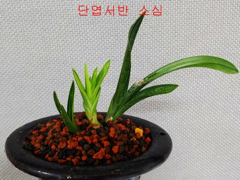 소심