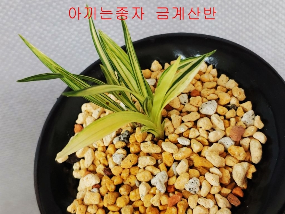 금계산반